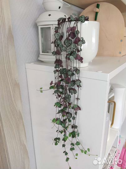 Церопегия Woodii