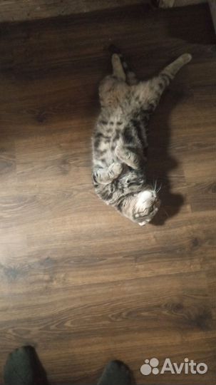 Кот в дар кошка