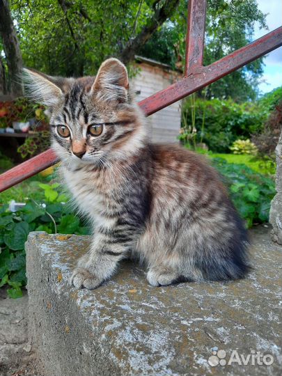 Котята в добрые руки бесплатно
