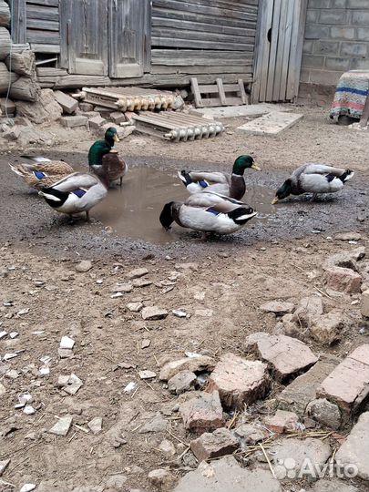 Подсадные утки для охоты