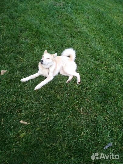 Собака помесь лайки