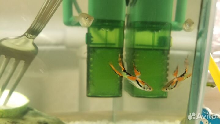 Мох, аквариумные растения, креветки, гуппи