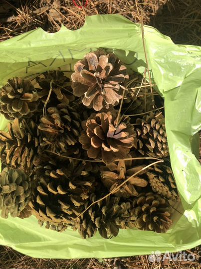 Шишки отборные сосны Крымской для (поделок, декора