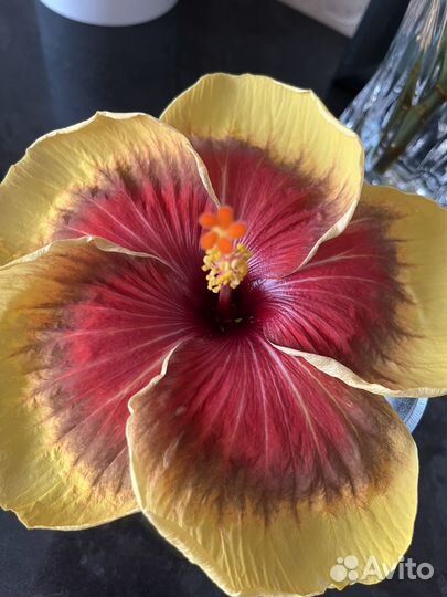 Сортовые гибискусы