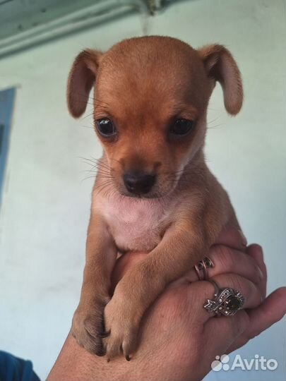 Мини той-терьер