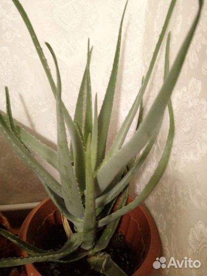 Алоэ лечебный