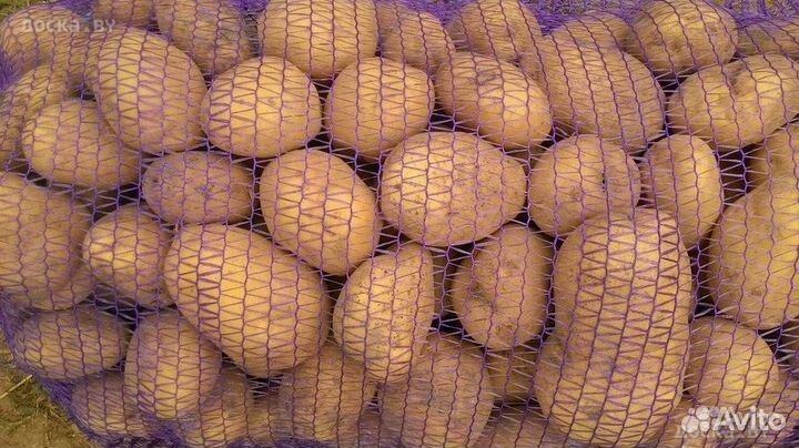 Картошка - крупная сетка 1200р, мелкая 200р мешок