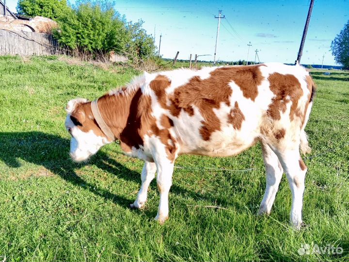 Продается телочка