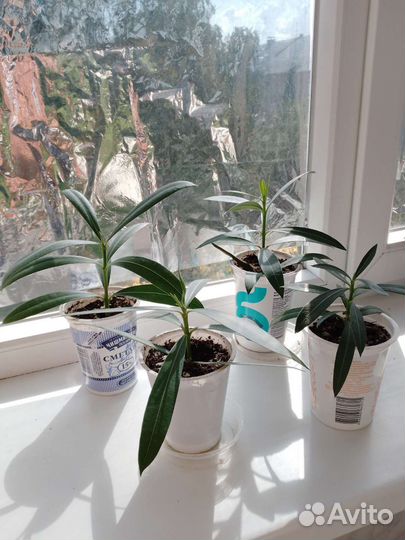 Олеандр махровый