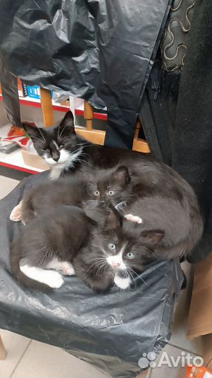 Котята в добрые руки