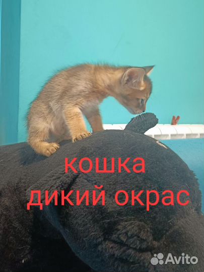 Чаузи ф2