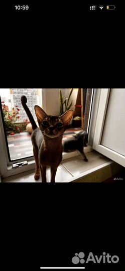 Котята Абикуны