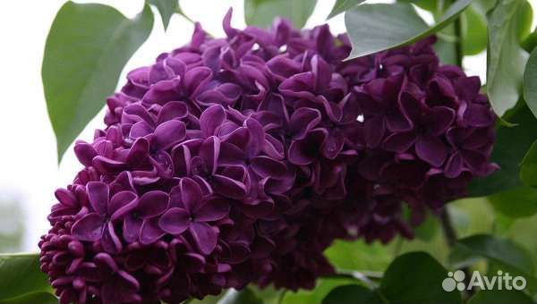 Сирень бронь