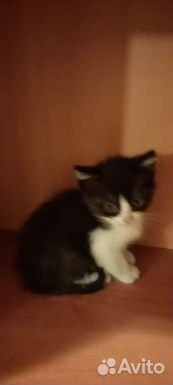 Котята невдупленыши