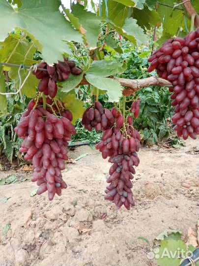 Саженцы и черенки винограда