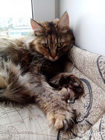 Сибирская кошка