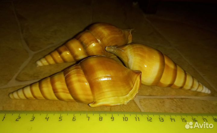 Ракушка тибия курта