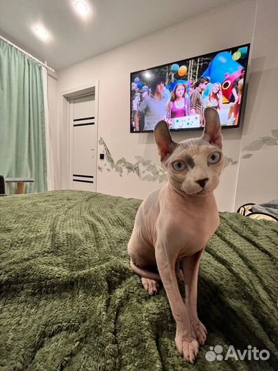 Сфинкс эльф вязка