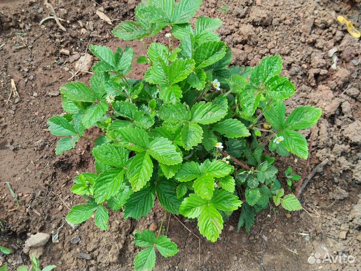 Ремонтантная земляника