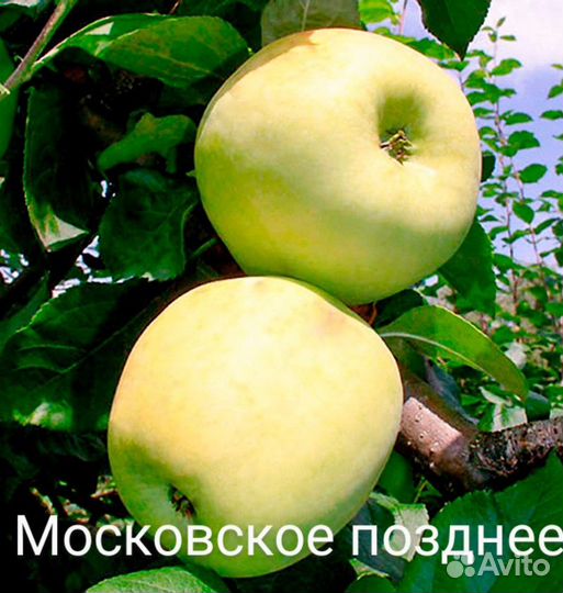 Саженцы яблонь