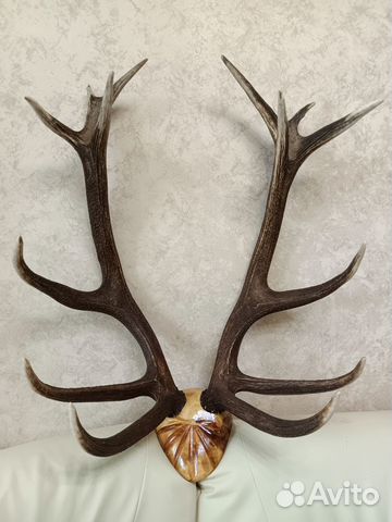 Рога оленя