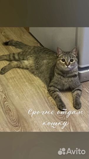 Кошка