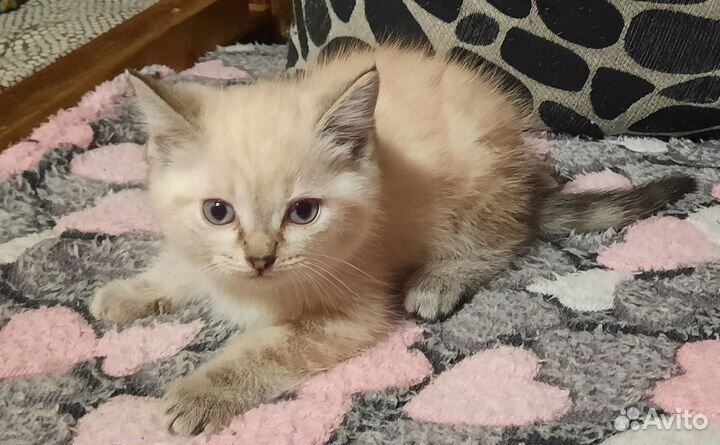 Котята