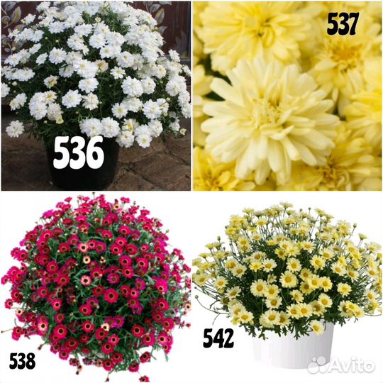 Аргирантемум