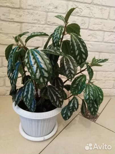 Пилея кадье (2 шт.)