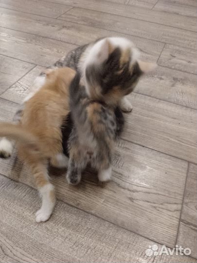 Отдам в добрые руки