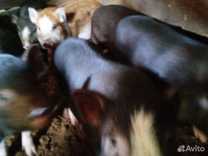 Вьетнамск вислобрюхий поросенок