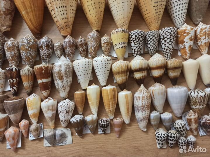 Морская раковина