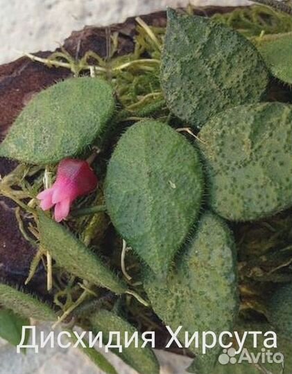 Дисхидии срезкой