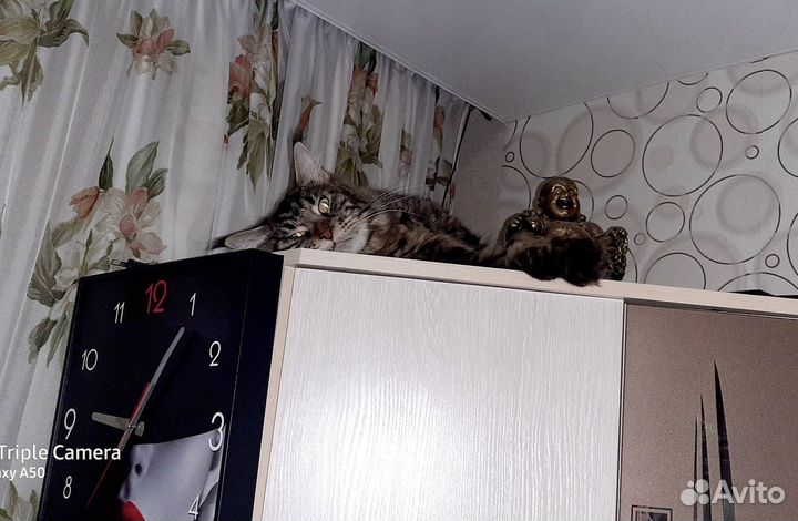 Мэйн кун