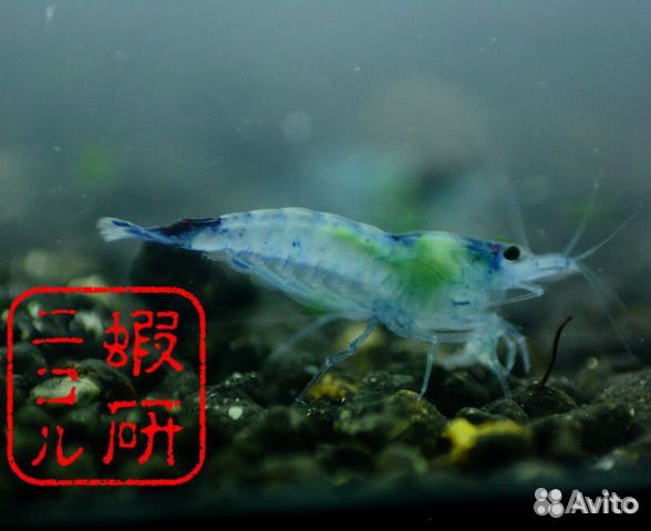 Аквариумные рыбки-растения