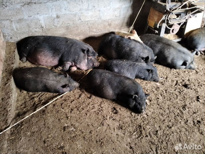 Вьетнамск вислобрюхий поросенок