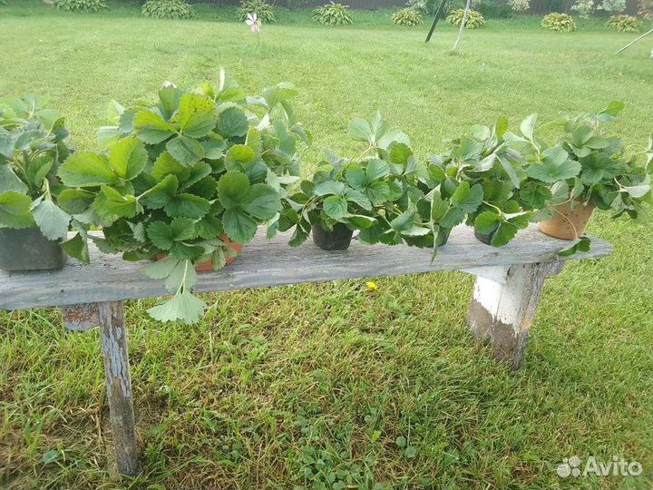 Усы клубники