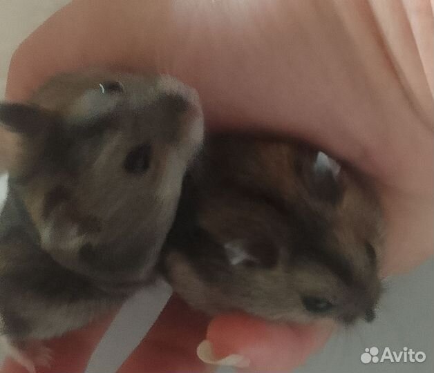Джунгарский хомяк