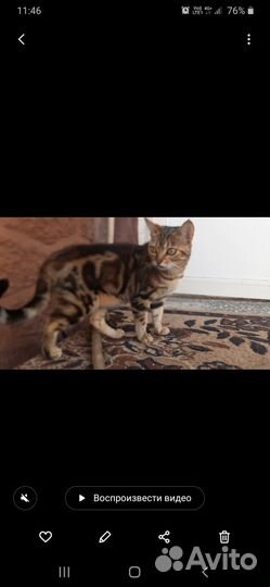 Бенгальские котенок 1,5 мес Девочка
