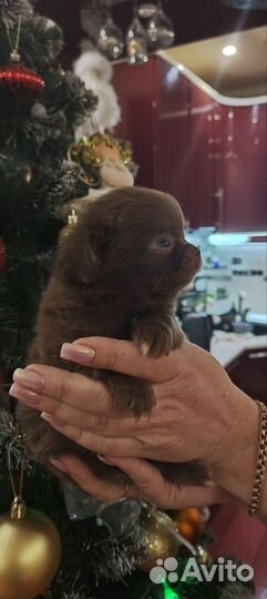 Щенки чихуахуа