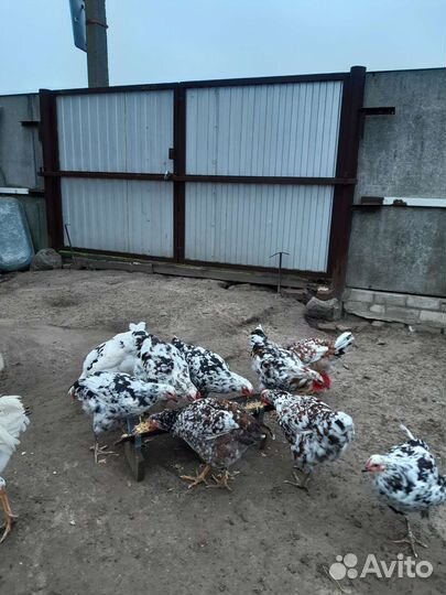 Куры молодки