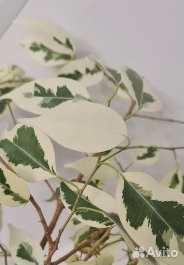 Фикус бенджамина