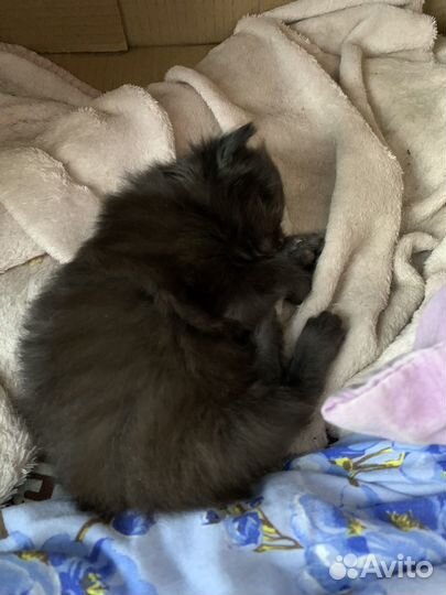 Отдам котенка