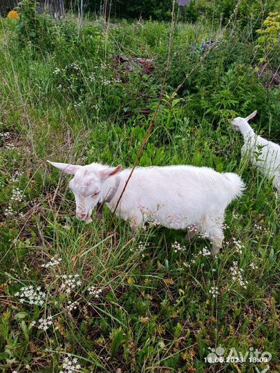 Зааненская коза