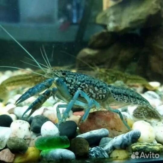 Мраморные раки