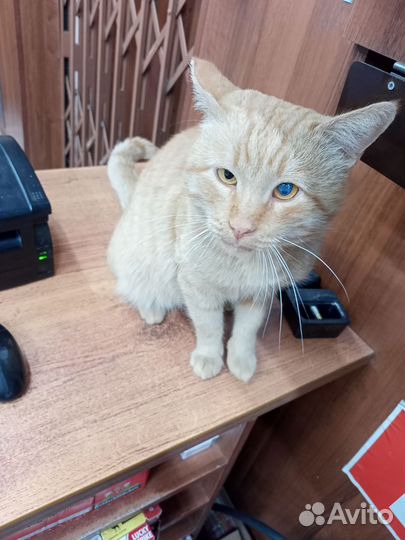 Кот в дар бесплатно