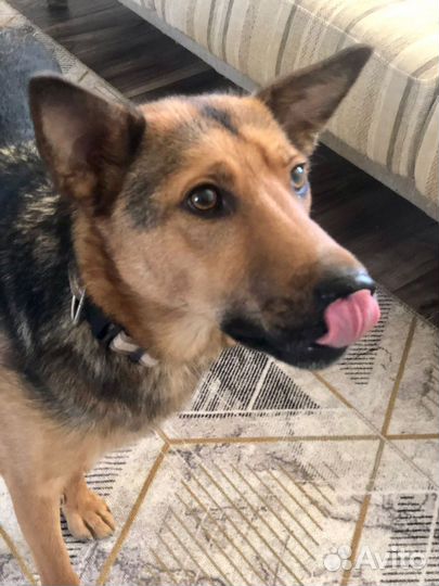 Небольшая собачка мальчик Рекс 1,5 года