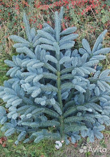 Еловые ветки Голубой ели. Нобилис. Зарубежный