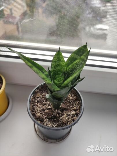 Сансевиерия ханни