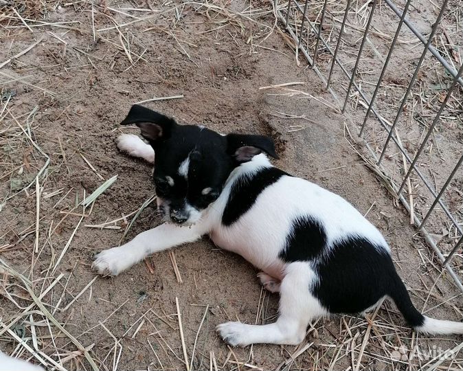 Мальчишки чихуахуа